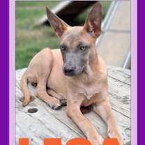 Thumbnail photo of LISA #2