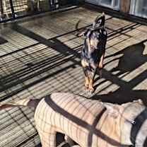 Thumbnail photo of CONCHA #3