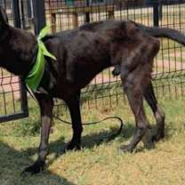 Thumbnail photo of Warrant - Located in OK #2