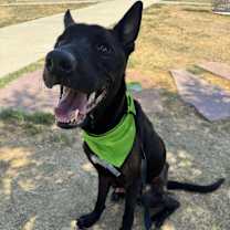 Thumbnail photo of Warrant - Located in OK #3