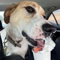 Thumbnail photo of Coco #3