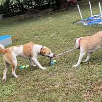 Thumbnail photo of Coco #4