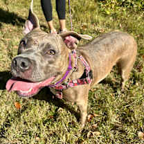 Thumbnail photo of Summer #2