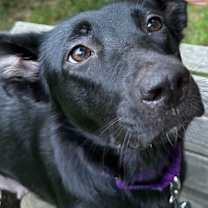 Thumbnail photo of Apple #2