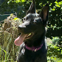 Thumbnail photo of Apple #4