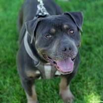 Thumbnail photo of Canelo #1