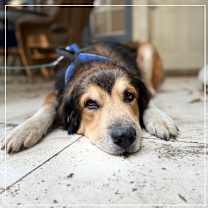 Thumbnail photo of Buddy  #3