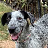 adopt-pet