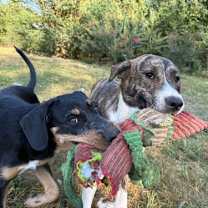 Thumbnail photo of Maisey #1