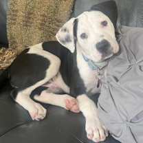 Thumbnail photo of Rocky #3