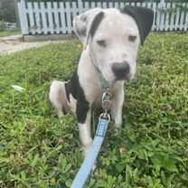 Thumbnail photo of Rocky #4