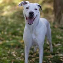 Thumbnail photo of *Poe* #1