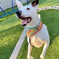 Thumbnail photo of *Poe* #2