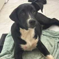 Thumbnail photo of 251072   Kevin #1