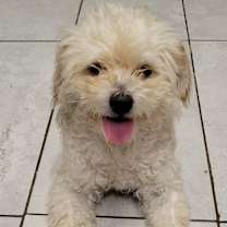 Thumbnail photo of Ollie #2