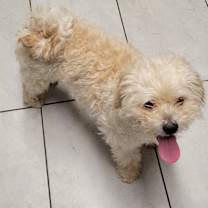 Thumbnail photo of Ollie #4