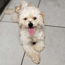 Thumbnail photo of Ollie #1