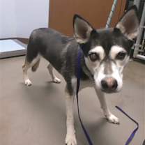 adopt-pet