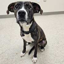 Thumbnail photo of Amber #1