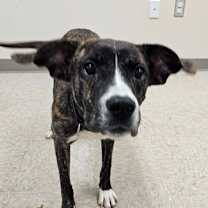 Thumbnail photo of Amber #2