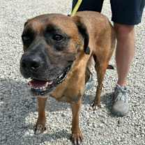 Thumbnail photo of Heart #2