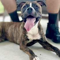 Thumbnail photo of Sophie #1