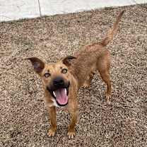 Thumbnail photo of Lupin #2