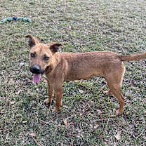 Thumbnail photo of Lupin #4