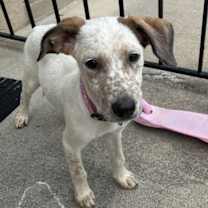 Thumbnail photo of Willow #1