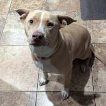 Thumbnail photo of Luna #4