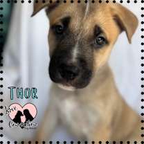 adopt-pet