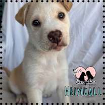 adopt-pet