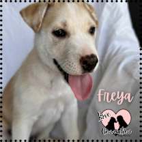 adopt-pet