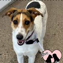 adopt-pet