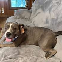 Thumbnail photo of Miss Sissy (In Foster) #1