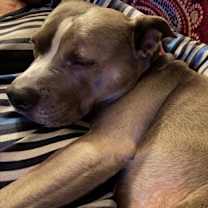 Thumbnail photo of Miss Sissy (In Foster) #2