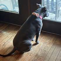 Thumbnail photo of Miss Sissy (In Foster) #3