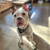 adopt-pet