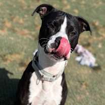 Thumbnail photo of Rio  #2