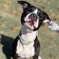 Thumbnail photo of Rio  #3