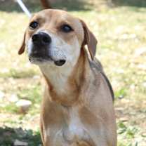 Thumbnail photo of Indigo #4