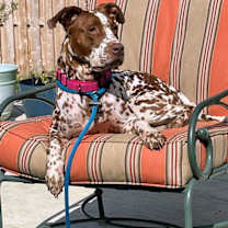 Thumbnail photo of Pippi #1