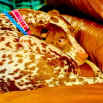 Thumbnail photo of Pippi #2