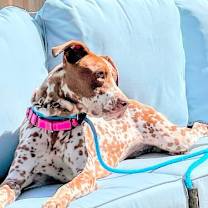 Thumbnail photo of Pippi #3