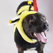 adopt-pet