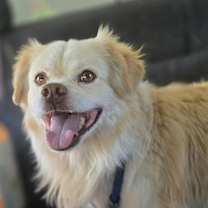adopt-pet
