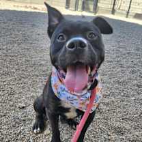 adopt-pet