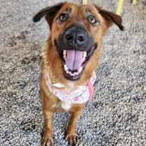 adopt-pet