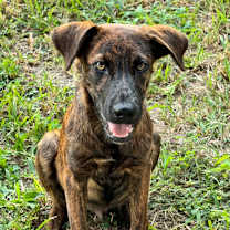 Thumbnail photo of Tommy #1