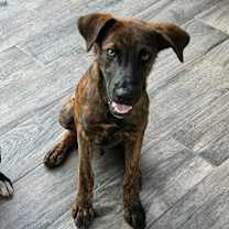 Thumbnail photo of Tommy #2